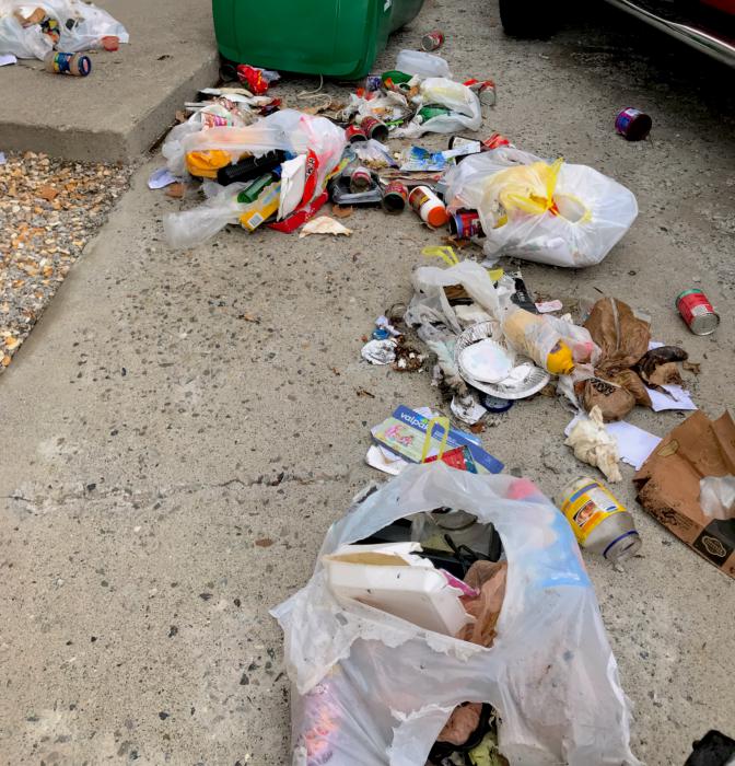On Lexington ave. The rummaging of this garbage can appears to have been caused by the bear.