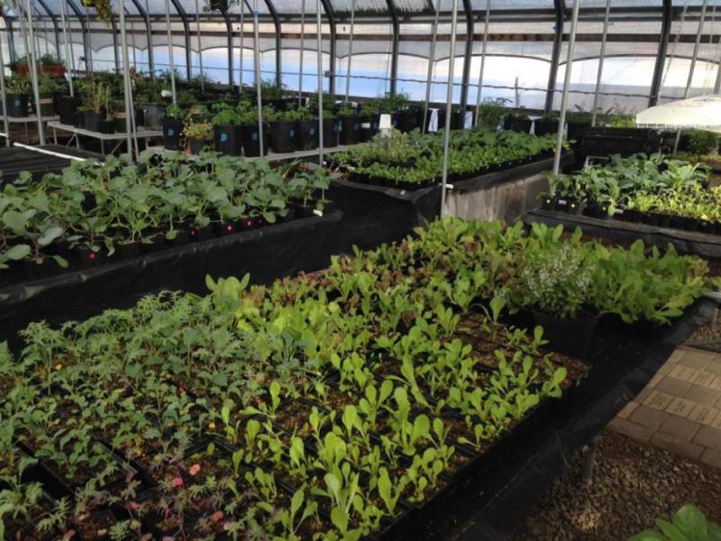 Photo: The Greenhouse Project