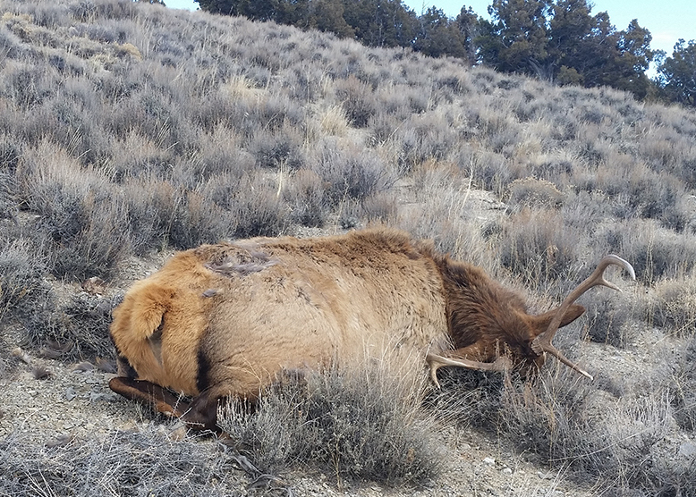 It is believed the bull elk was shot between Nov. 17-19. NDOW photo