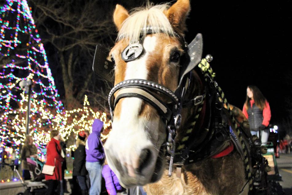 A Belgian draft horse waits for the signal to pull his sleigh along Carson St.