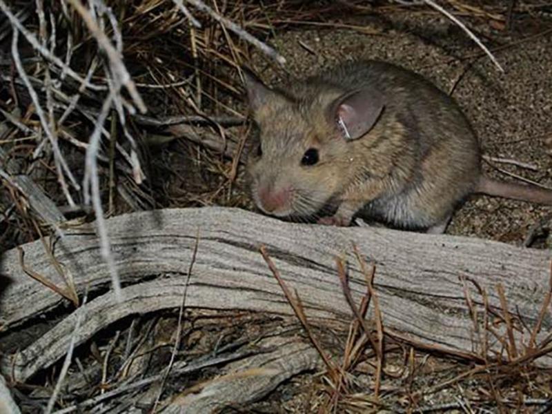A woodrat of the genus Neotoma. Photo courtesy of Danny Nielsen, a graduate student at the University of Nevada, Reno.