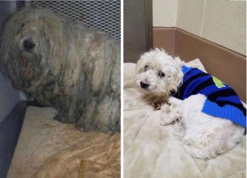 Photo courtesy NHS. Berg, before and after.