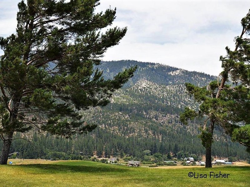 Photo by Lisa Fisher. Wind-bent pine trees at Toiyabe Golf Club in Washoe Valley.