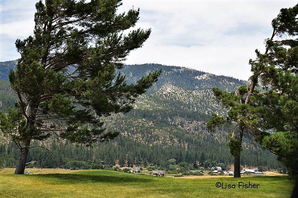 Photo by Lisa Fisher. Wind-bent pine trees at Toiyabe Golf Club in Washoe Valley.