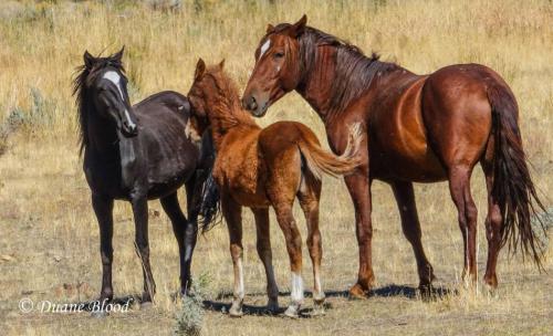 Photo courtesy: Duane Blood Photography