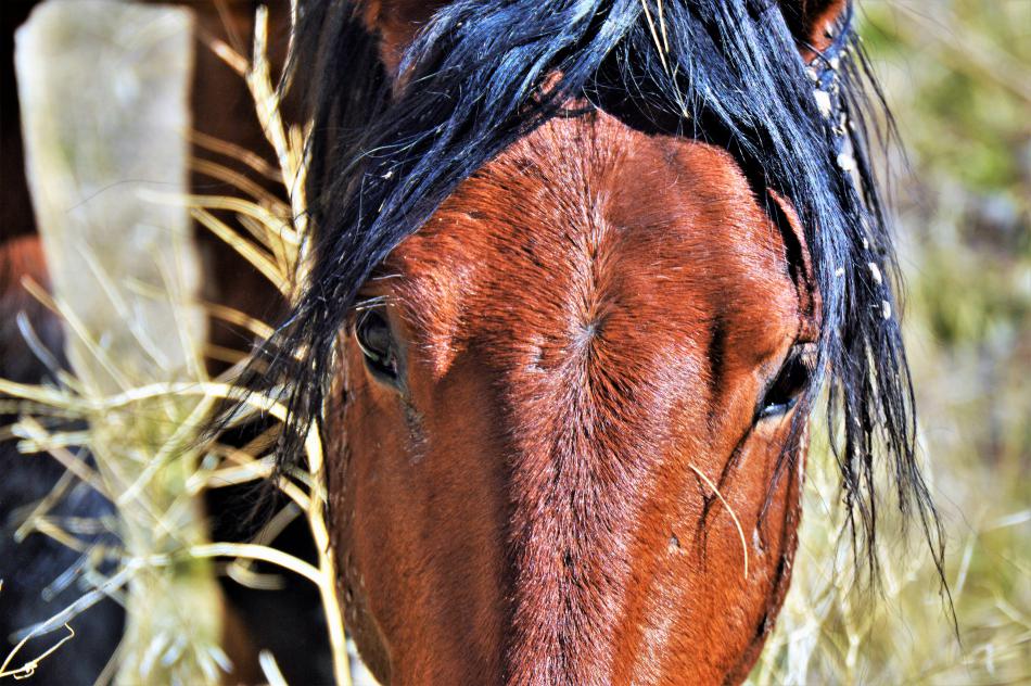 Photo by Brett Fisher. A mustang mare forages in Goni Canyon, Carson City.