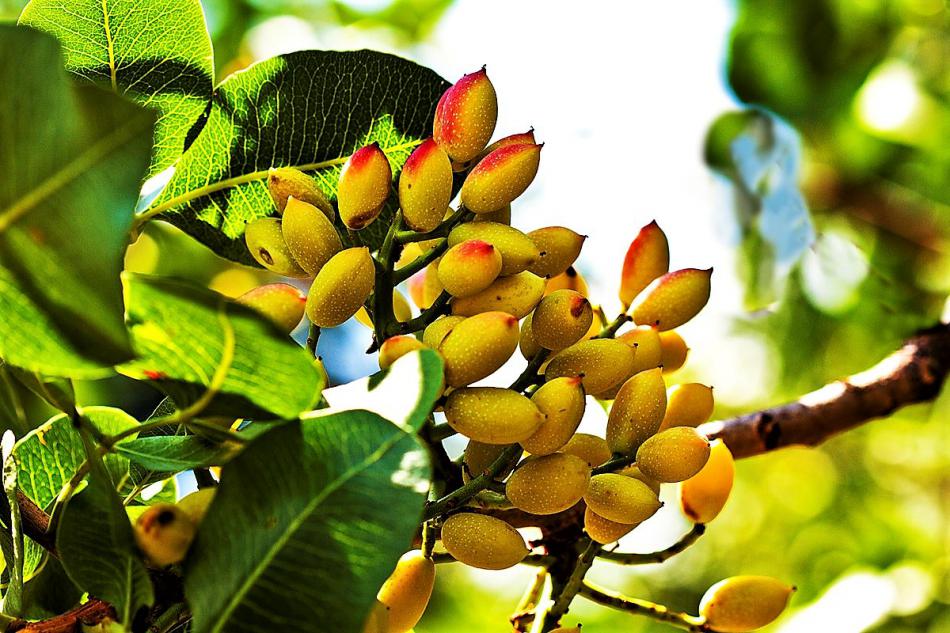 Fruit on the branch of a Pistachio tree. Photo courtesy Wikipedia.