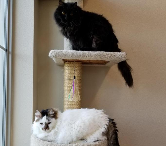 JuJu and LuLu Belle are both at the Carson City branch of the Nevada Humane Society