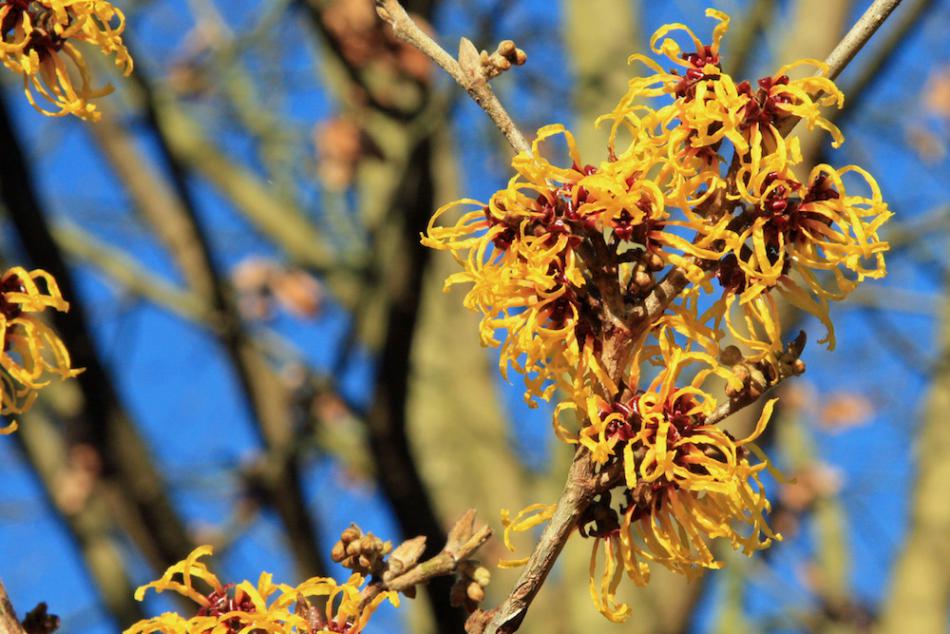 You can give Witch Hazel a try, it may grow with some care. Wikipedia photo.