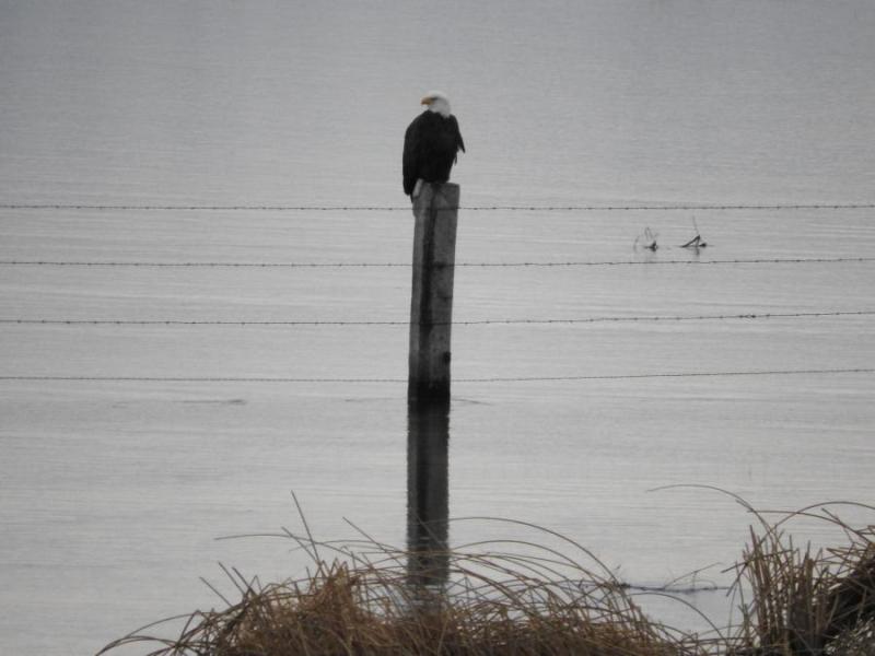 Bald Eagle