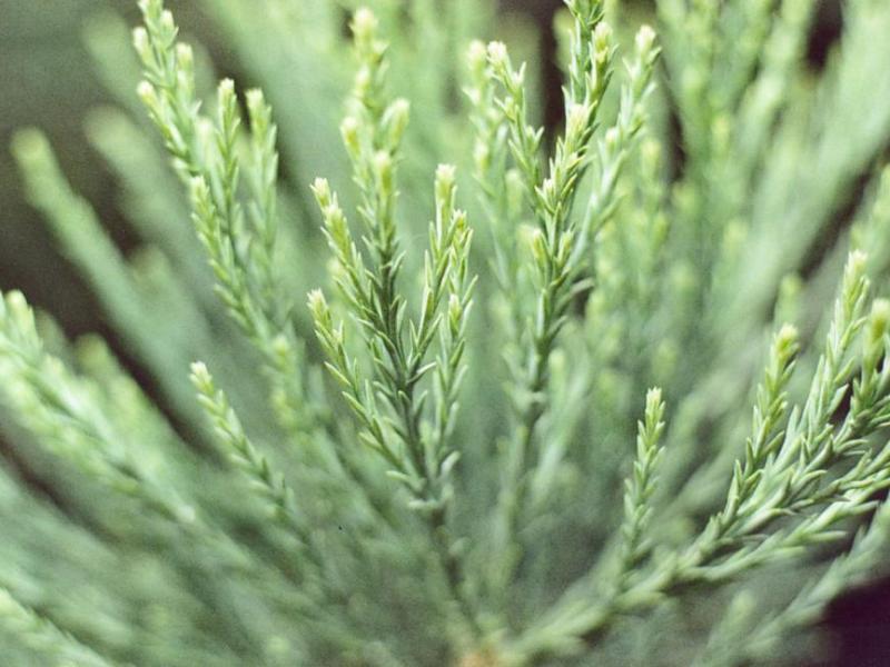 Leaves of Sequoiadendron giganteum. Photo by Daniel Fuchs