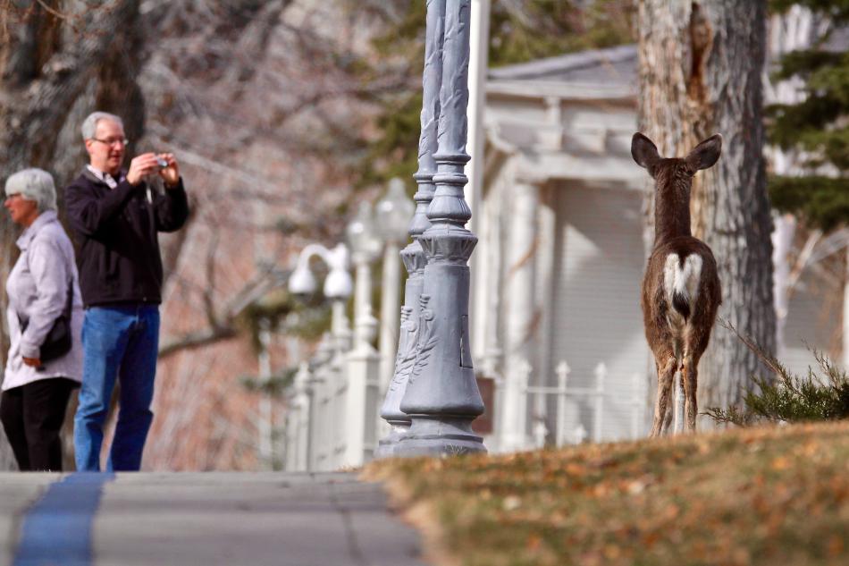 Sunday morning walkers stop to photograph a yearling doe in front of the Bliss Mansion.