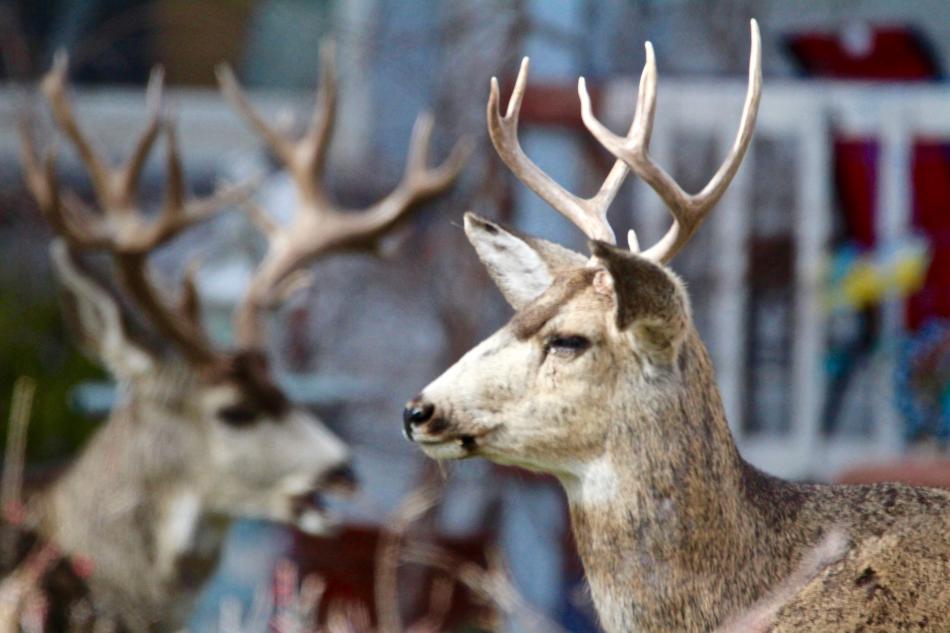 Two bucks rest on the back lawn of the Bliss Mansion Sunday.