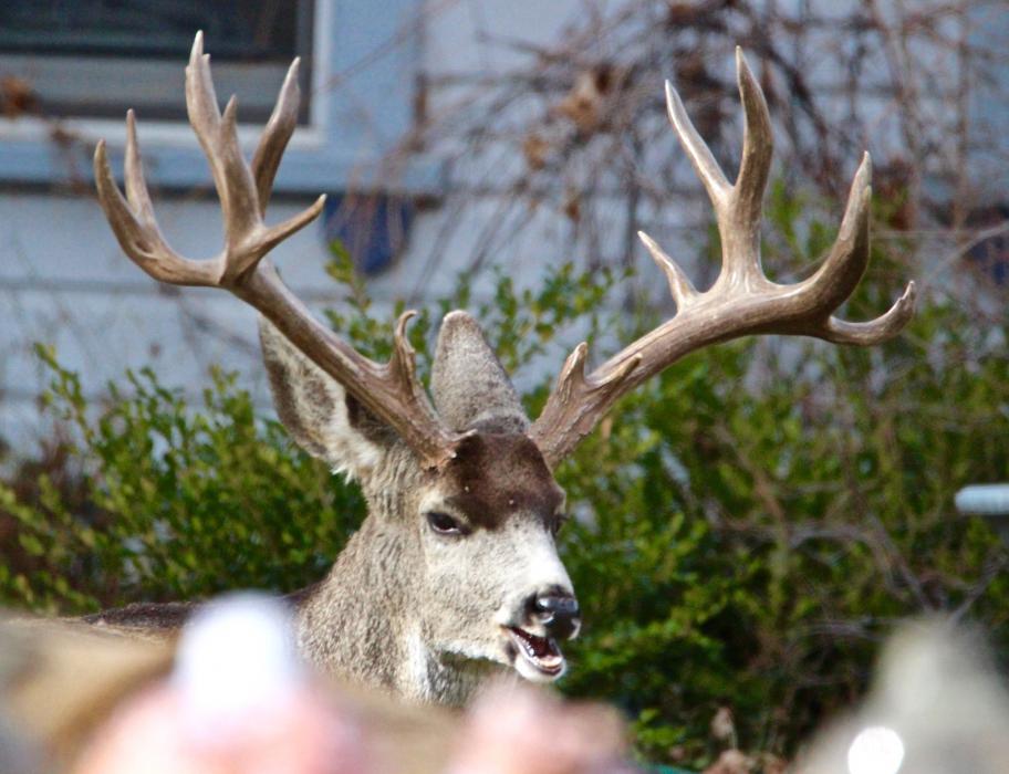 An eight-point stag relaxes on the grass behind the Bliss Mansion Sunday.