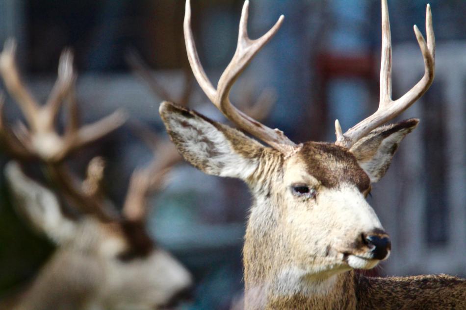Two bucks repose on the back lawn of the Bliss Mansion Sunday.