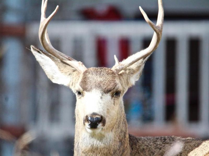 Photos by Brett Fisher. A three-point buck rests at the Bliss Mansion Sunday morning.