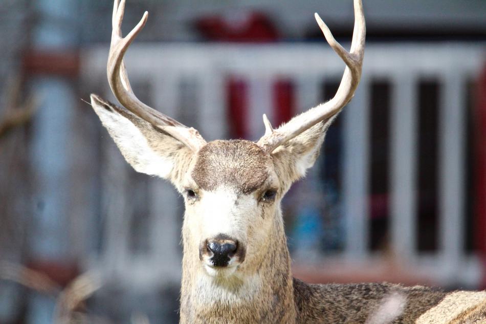 Photos by Brett Fisher. A three-point buck rests at the Bliss Mansion Sunday morning.