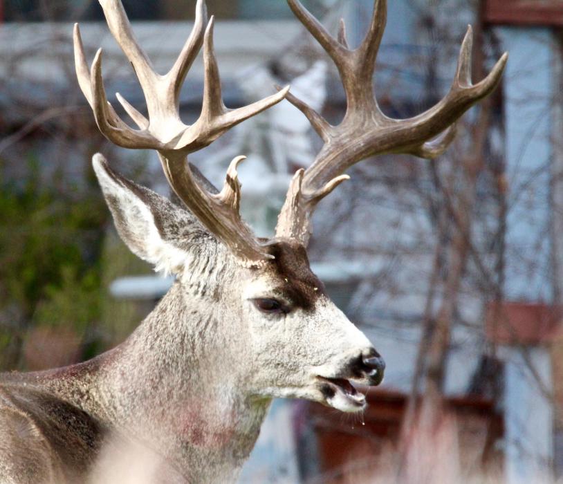 Photos by Brett Fisher. An eight-point stag munches on the grounds of the Bliss Mansion Sunday morning.
