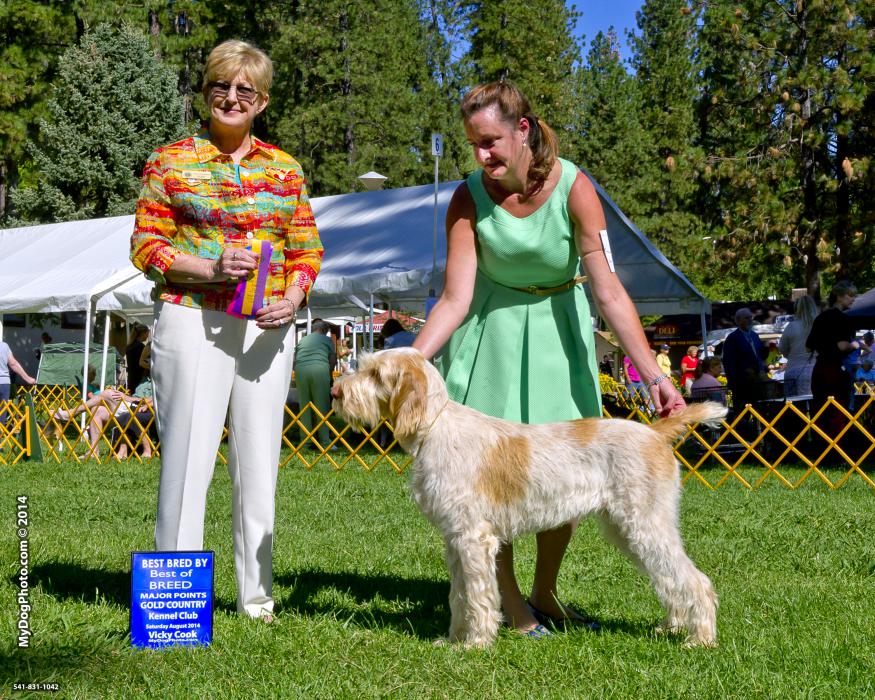Addie as a puppy winning Best of Breed, Stacey Belt showing her
