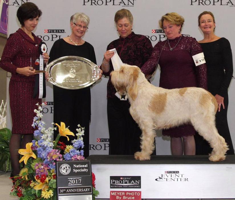 Winning #1 at the Top 20 Spinoni competition, 2017