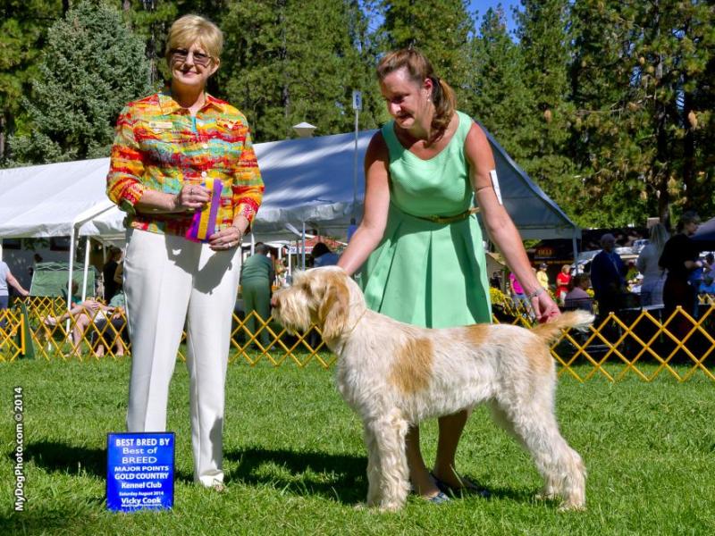 Addie as a puppy winning Best of Breed, Stacey Belt showing her