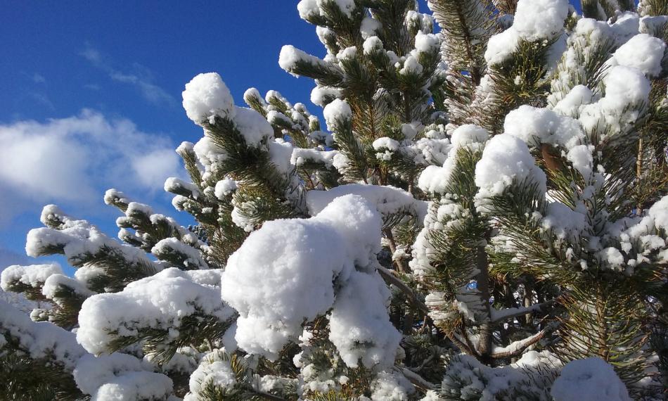 Snow covers branches of a pinion pine in East Carson City.