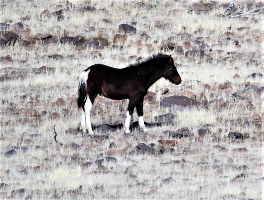 A mustang foal looks for foliage to graze on Sunday in East Carson City.