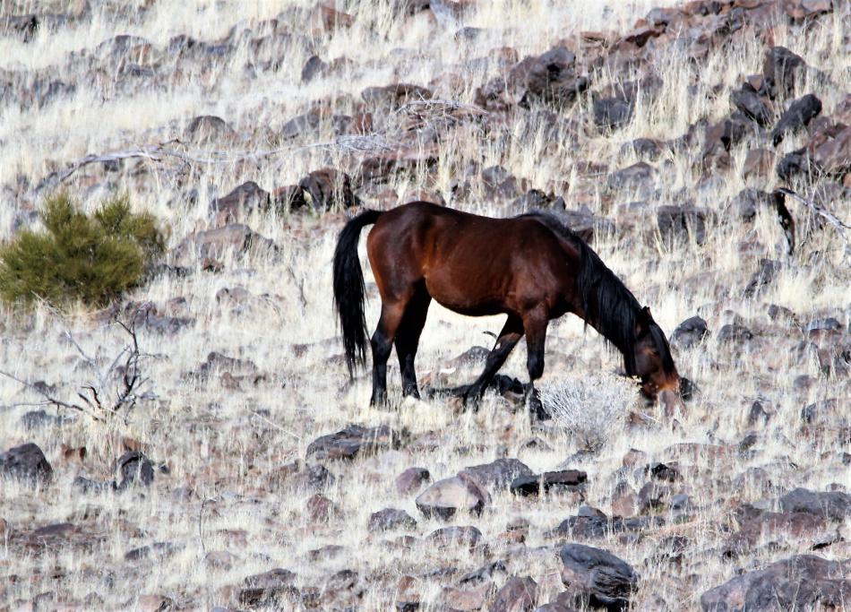 A mustang grazes among rocks on the hillside overlooking Eagle Valley Golf Course.