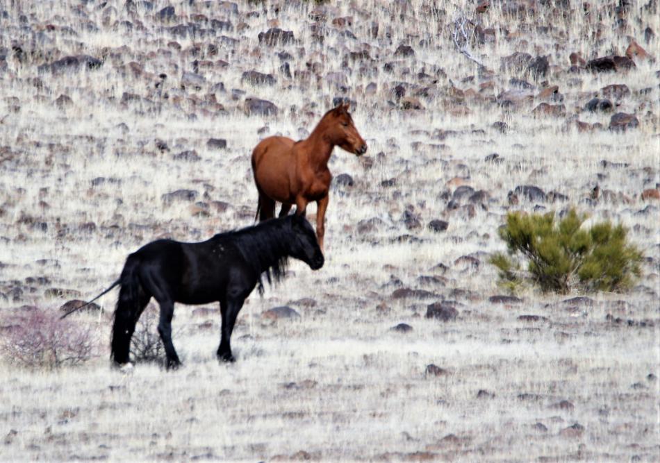 Mustang mares perk their ears up toward U.S. Highway 50 East.