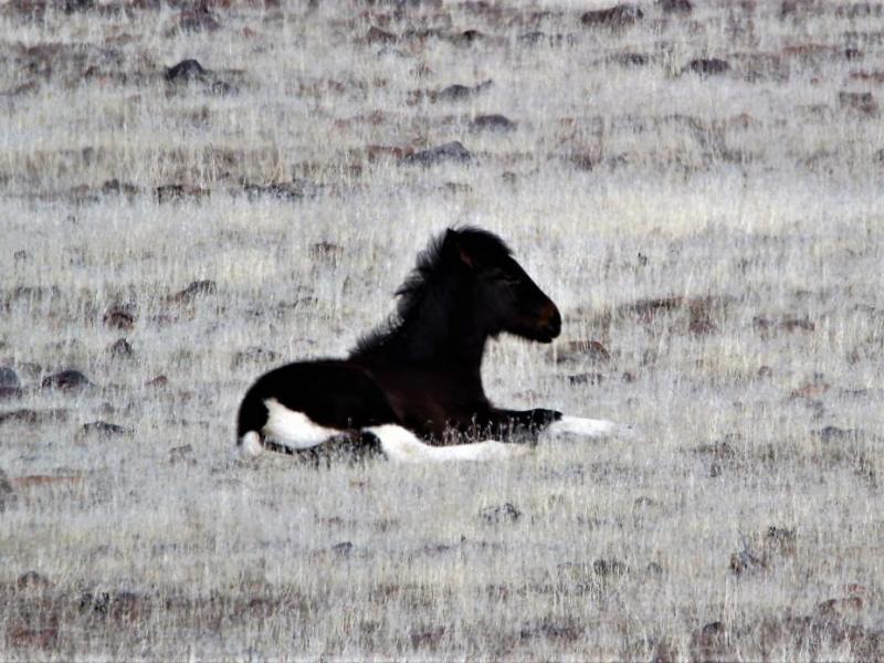 Photos by Brett Fisher. A mustang foal rests on the hillside above Centennial Drive overlooking Eagle Valley Golf Course.