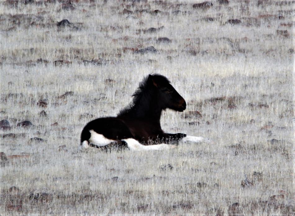 Photos by Brett Fisher. A mustang foal rests on the hillside above Centennial Drive overlooking Eagle Valley Golf Course.