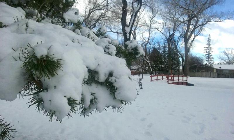 Photo by Brett Fisher. Snow at Mills Park.