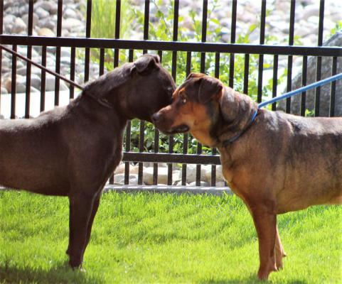 Photo by Brett Fisher. Two dogs socialize outside of the Carson City Animal Shelter.