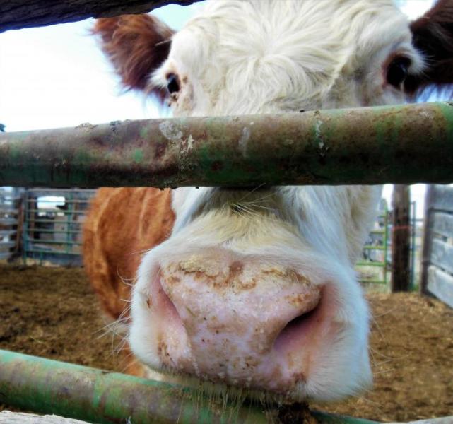 Photo by Brett Fisher. A milking cow at Eagle Valley Farms in Carson City.