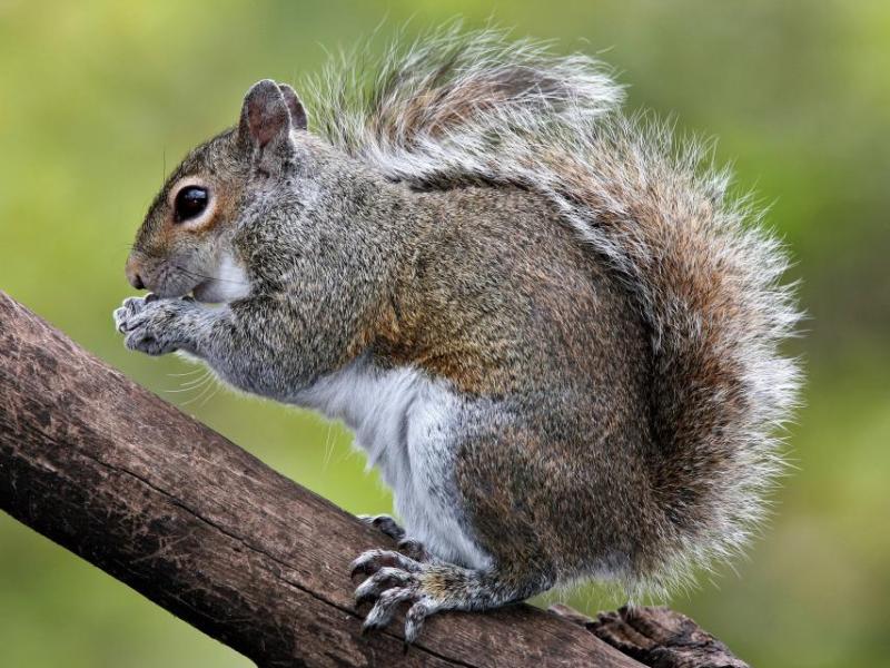 Grey squirrel, courtesy Wikipedia
