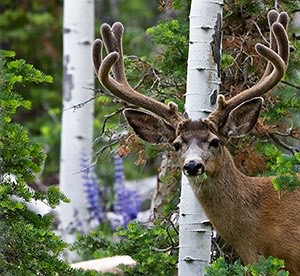 A mule deer buck in the velvet, photo courtesy NDOW.
