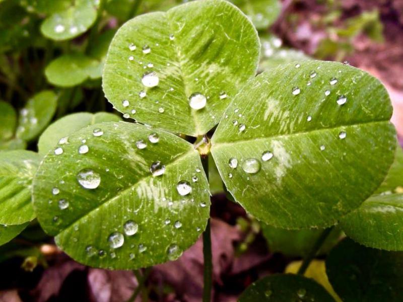 Three-leaf Irish Shamrock, courtesy Wikipedia.