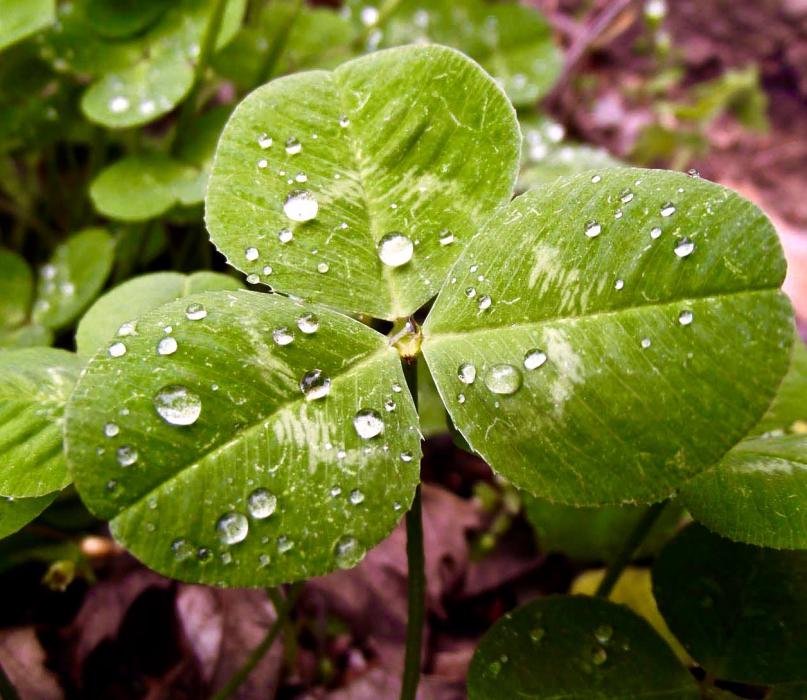 Three-leaf Irish Shamrock, courtesy Wikipedia.