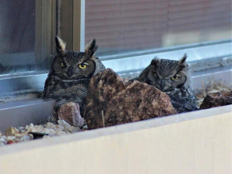 The three owls, two females and one male, were spotted by employees at the Desert Research Institute and can now be viewed live.