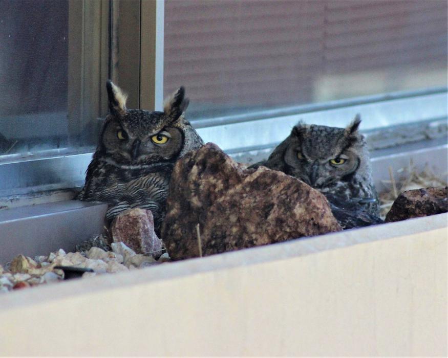 The three owls, two females and one male, were spotted by employees at the Desert Research Institute and can now be viewed live.