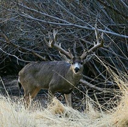 The King of Carson with antlers.