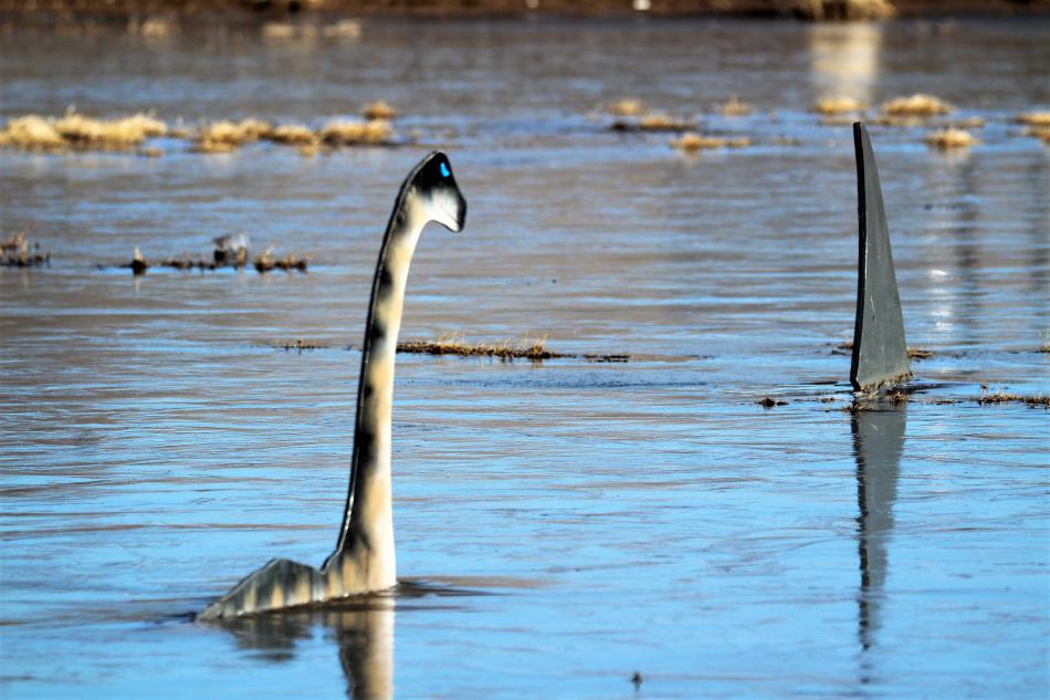 Photo by Brett Fisher. Carson Cassie keeps a sharp eye on the dorsal fin of a shark in the retention pond.