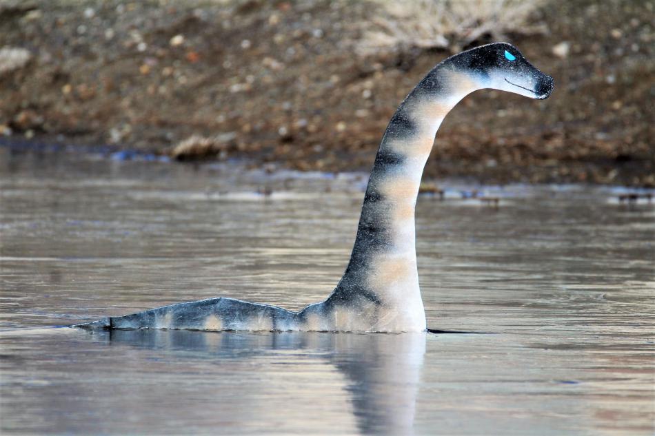 Photo by Brett Fisher. Carson Cassie floats in the retention pond at Roop Street and Little Lane.