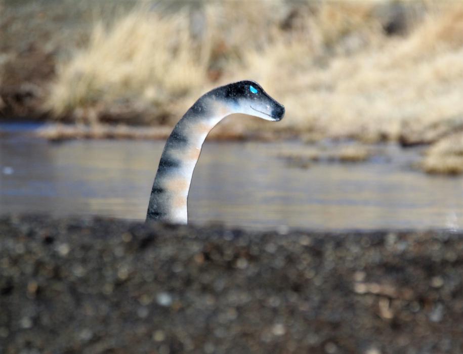 Photo by Brett Fisher. Carson Cassie pokes her head above the levee surround the retention pond.