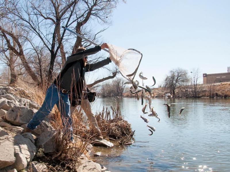 Trout added along the Truckee River in this file photo from Nevada Department of Wildlife.
