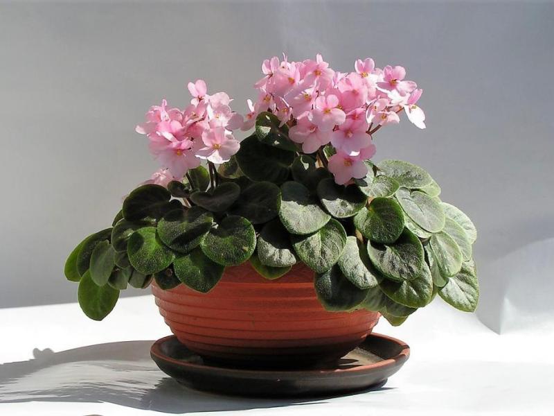 Flowering house plant, courtesy Wikipedia