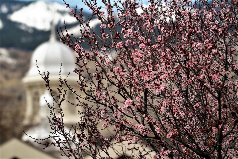 Nevada Capitol dome dressed by pink blossoms in the foreground.