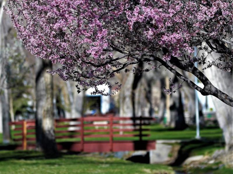Photo by Brett Fisher. Spring blossoms at Mills Park.