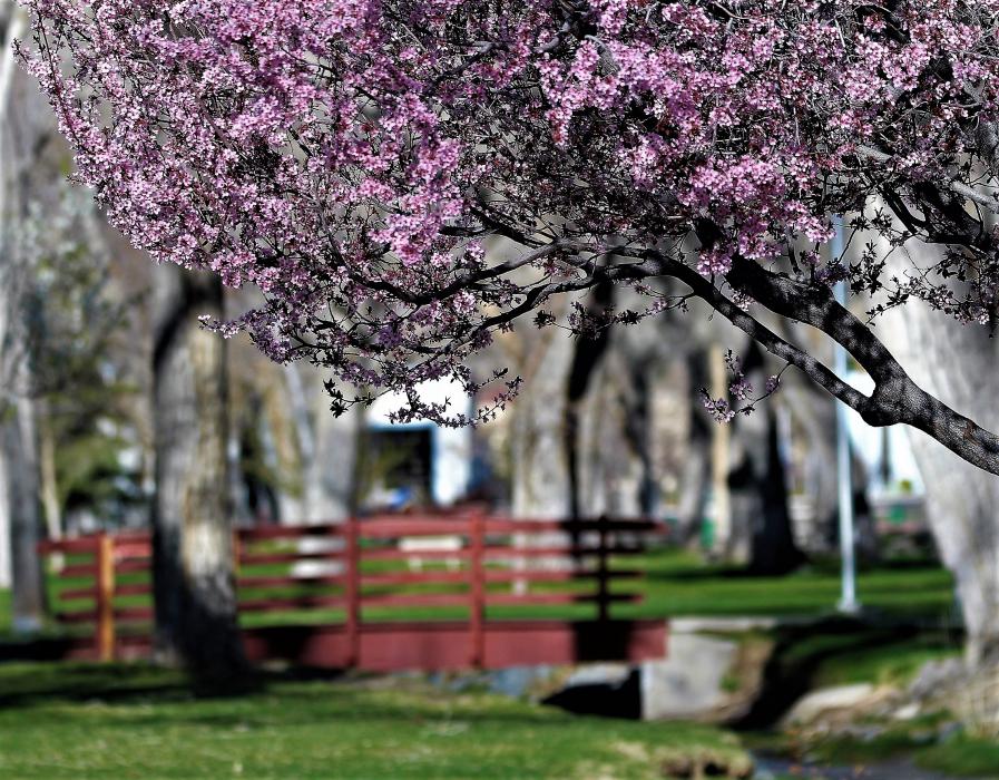 Photo by Brett Fisher. Spring blossoms at Mills Park.