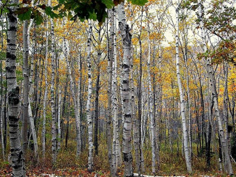 Photos courtesy Wikimedia. A stand of paper birch trees.